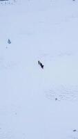 Flying over a group of tourists with backpacks in the winter mountains. Winter climbing in the Carpathian Mountains. Snowy tree branch in a view of the winter forest. Aerial footage, vertical video