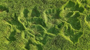 Top view of green grass with leaves and flowers photo