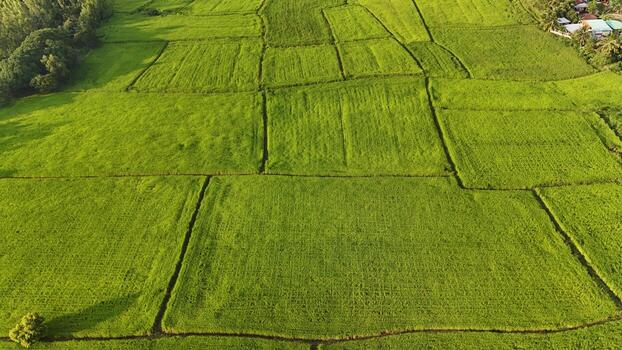 An aerial view of a green field with many rows of grass photo