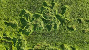 An aerial view of a green field photo
