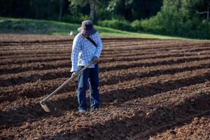 Asian farmer is using hoe to plough soil ready for planting in the countryside during summer for potato plantation and agriculture photo