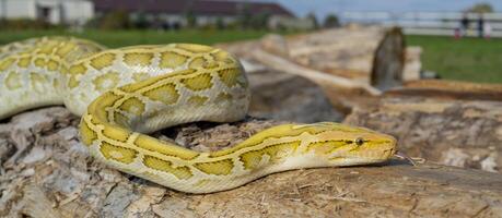 The albino Python molurus snake is a large non-venomous python. It is often a pet. photo