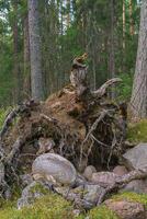 Dry tree root with roots facing out. photo