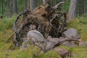 Dry tree root with roots facing out. photo