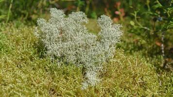 Moss plant in the summer forest. photo