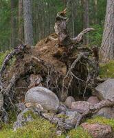 Dry tree root with roots facing out. photo