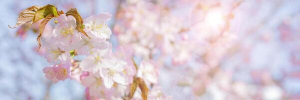 Spring flowering of sakura. Background for a festive wedding greeting card and wedding invitation. photo