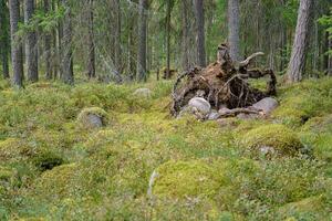Dry tree root with roots facing out. photo