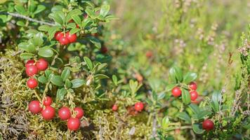 Red lingonberry is a ripe forest berry. photo