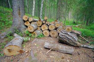 Sawn logs in the summer forest. photo