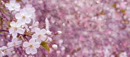 Spring flowering cherry. Background for greeting card, invitation for wedding and engagement. photo