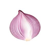 Top view of big red or purple onion bulb in half isolated on white background with clipping path photo