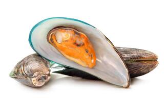 Front view of cooked or steamed green mussels isolated on white background with clipping path photo