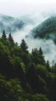 Misty Forest Landscape with Lush Green Coniferous Trees and Rolling Hills in Soft Fog photo