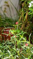 Globe Amaranth, Bachelor Button blooming in the garden photo
