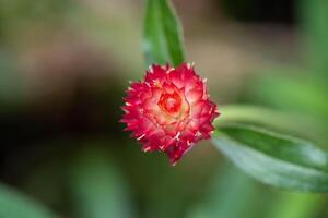 Globe Amaranth, Bachelor Button blooming in the garden photo
