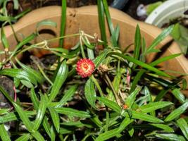 Globe Amaranth, Bachelor Button blooming in the garden photo