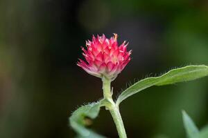 Globe Amaranth, Bachelor Button blooming in the garden photo