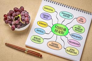 cellular health concept, processes that contribute to the optimal functioning of organism cells, mind map sketch photo