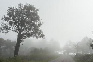 Big trees are standing in forest with foggy at rainy season in tropicana photo