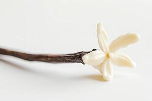 A soft white vanilla flower sits gently on a dark, slender vanilla bean, showcasing simplicity and elegance. The background features a clean, minimalist design that enhances the composition. photo