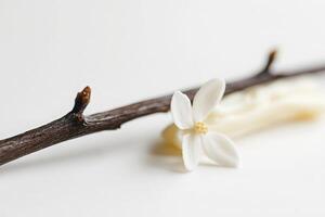 A simple yet elegant composition features a vanilla pod and a single white flower resting on a soft, neutral surface, creating a sense of calm and serenity in the setting. photo