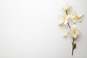 Delicate white flowers are gracefully arranged against a soft white background, creating a serene and minimalist aesthetic. This setting highlights the beauty of nature. photo