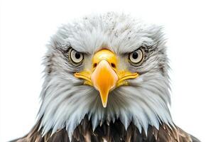 A majestic eagle stares directly at the viewer, showcasing its piercing eyes and detailed feathers. The isolated backdrop emphasizes the birds regal presence and sharp features. photo