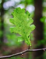 Macro Shot of Nature Life in Forest , Detailed Forest Nature Photography photo