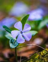 Macro Shot of Nature Life in Forest , Detailed Forest Nature Photography photo