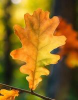 Macro Shot of Nature Life in Forest , Detailed Forest Nature Photography photo
