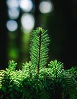 Macro Shot of Nature Life in Forest , Detailed Forest Nature Photography photo