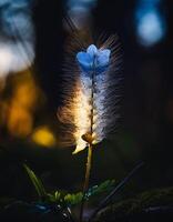 Macro Shot of Nature Life in Forest , Detailed Forest Nature Photography photo