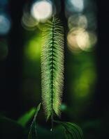 Macro Shot of Nature Life in Forest , Detailed Forest Nature Photography photo