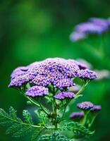 Macro Shot of Nature Life in Forest , Detailed Forest Nature Photography photo