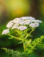 Macro Shot of Nature Life in Forest , Detailed Forest Nature Photography photo