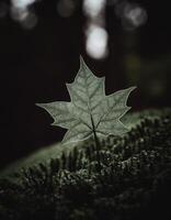 Macro Shot of Nature Life in Forest , Detailed Forest Nature Photography photo