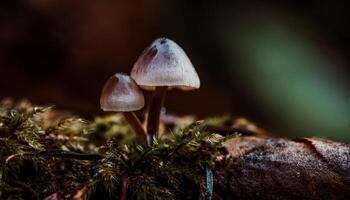 Macro Shot of Nature Life in Forest Detailed Forest Nature Photography wallpaper photo