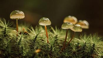 Macro Shot of Nature Life in Forest Detailed Forest Nature Photography wallpaper photo