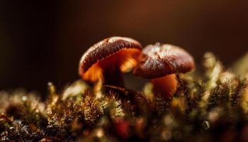 Macro Shot of Nature Life in Forest Detailed Forest Nature Photography wallpaper photo