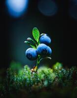 Macro Shot of Nature Life in Forest , Detailed Forest Nature Photography photo