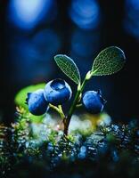 Macro Shot of Nature Life in Forest , Detailed Forest Nature Photography photo