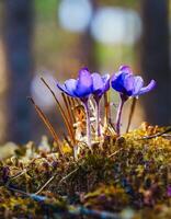Macro Shot of Nature Life in Forest , Detailed Forest Nature Photography photo