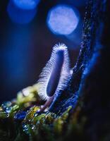 Macro Shot of Nature Life in Forest , Detailed Forest Nature Photography photo