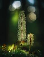Macro Shot of Nature Life in Forest , Detailed Forest Nature Photography photo