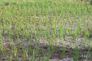 A field of green rice plants in a dry field photo