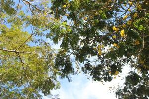 A large tree with many leaves photo