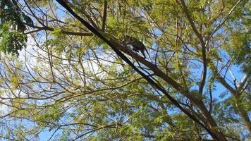 A bird sitting on a tree branch with a blue sky in the background photo