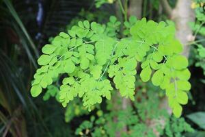 A green plant with leaves on it photo