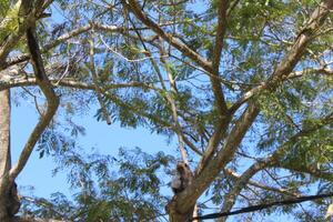 A large tree with a bird sitting in the top of it photo